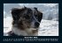 Hunde 2026 Fotokalender DIN A5 - Bild 5