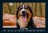 Hunde 2026 Fotokalender DIN A5 - Bild 6
