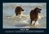 Hunde 2026 Fotokalender DIN A5 - Bild 7