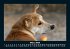 Hunde 2026 Fotokalender DIN A5 - Bild 8