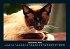 Für Katzenfreunde 2026 Fotokalender... - Bild 2
