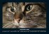 Für Katzenfreunde 2026 Fotokalender... - Bild 5
