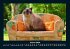 Für Katzenfreunde 2026 Fotokalender... - Bild 6