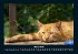 Für Katzenfreunde 2026 Fotokalender... - Bild 8