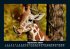 Giraffen 2026 Fotokalender DIN A5 - Bild 2