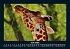 Giraffen 2026 Fotokalender DIN A5 - Bild 12