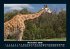 Giraffen 2026 Fotokalender DIN A5 - Bild 4