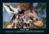 Giraffen 2026 Fotokalender DIN A5 - Bild 7