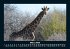 Giraffen 2026 Fotokalender DIN A5 - Bild 8