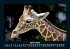 Giraffen 2026 Fotokalender DIN A5 - Bild 9