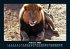 Löwen in der Wildnis 2026 Fotokalender... - Bild 7