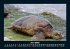 Schildkrötenzauber 2026 Fotokalender... - Bild 11