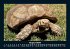 Schildkrötenzauber 2026 Fotokalender... - Bild 13