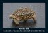 Schildkrötenzauber 2026 Fotokalender... - Bild 4