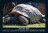 Schildkrötenzauber 2026 Fotokalender... - Bild 5