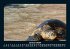 Schildkrötenzauber 2026 Fotokalender... - Bild 6