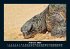 Schildkrötenzauber 2026 Fotokalender... - Bild 7