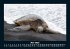 Schildkrötenzauber 2026 Fotokalender... - Bild 10