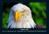 Adler 2026 Fotokalender DIN A4 - Bild 3