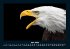 Adler 2026 Fotokalender DIN A4 - Bild 10