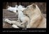 Welt der Tiere 2026 Fotokalender DIN A3 - Bild 12