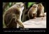 Welt der Tiere 2026 Fotokalender DIN A3 - Bild 4