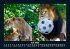Löwen in der Wildnis 2026 Fotokalender... - Bild 12