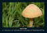 Bilder aus der Natur 2026 Fotokalender... - Bild 13