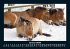 Die Welt der Pferde 2026 Fotokalender... - Bild 6