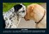 Hunde 2026 Fotokalender DIN A5 - Bild 11