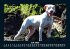 Hunde 2026 Fotokalender DIN A5 - Bild 12