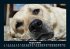 Hunde 2026 Fotokalender DIN A5 - Bild 13