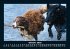 Hunde 2026 Fotokalender DIN A5 - Bild 3