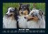Hunde 2026 Fotokalender DIN A5 - Bild 5