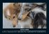Hunde 2026 Fotokalender DIN A5 - Bild 6