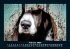 Hunde 2026 Fotokalender DIN A5 - Bild 7