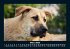 Hunde 2026 Fotokalender DIN A5 - Bild 8