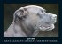 Hunde 2026 Fotokalender DIN A5 - Bild 9