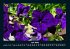Blumenzauber 2026 Fotokalender DIN A4 - Bild 12