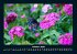 Blumenzauber 2026 Fotokalender DIN A4 - Bild 3