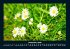Blumenzauber 2026 Fotokalender DIN A4 - Bild 5