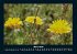 Blumenzauber 2026 Fotokalender DIN A4 - Bild 8