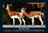 Tierkalender 2026 Fotokalender DIN A5 - Bild 4