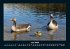 Enten 2026 Fotokalender DIN A4 - Bild 11
