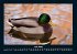 Enten 2026 Fotokalender DIN A4 - Bild 12