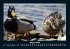 Enten 2026 Fotokalender DIN A4 - Bild 13