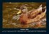 Enten 2026 Fotokalender DIN A4 - Bild 3