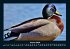 Enten 2026 Fotokalender DIN A4 - Bild 6