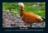 Enten 2026 Fotokalender DIN A4 - Bild 7