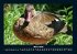 Enten 2026 Fotokalender DIN A4 - Bild 8